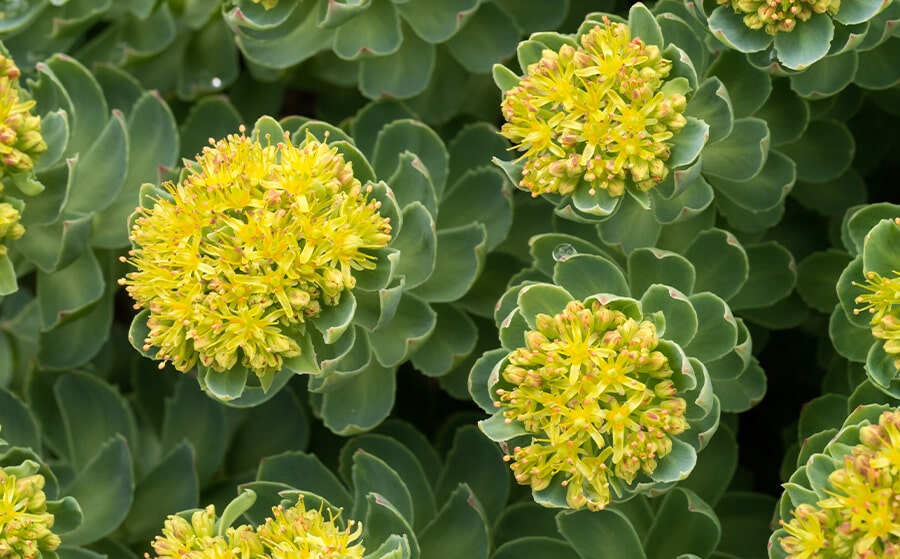 Ashwagandha Vs. Rhodiola: The Differences, Pros & Cons Of These 2 Adaptogenic Herbs