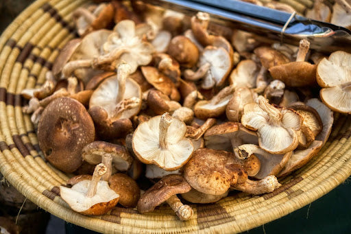 3 Healing Mushrooms That Supercharge Your Immunity