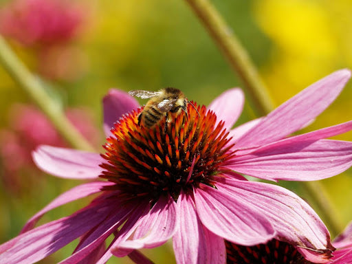 Elderberry vs Echinacea: Which Immune Booster Wins?