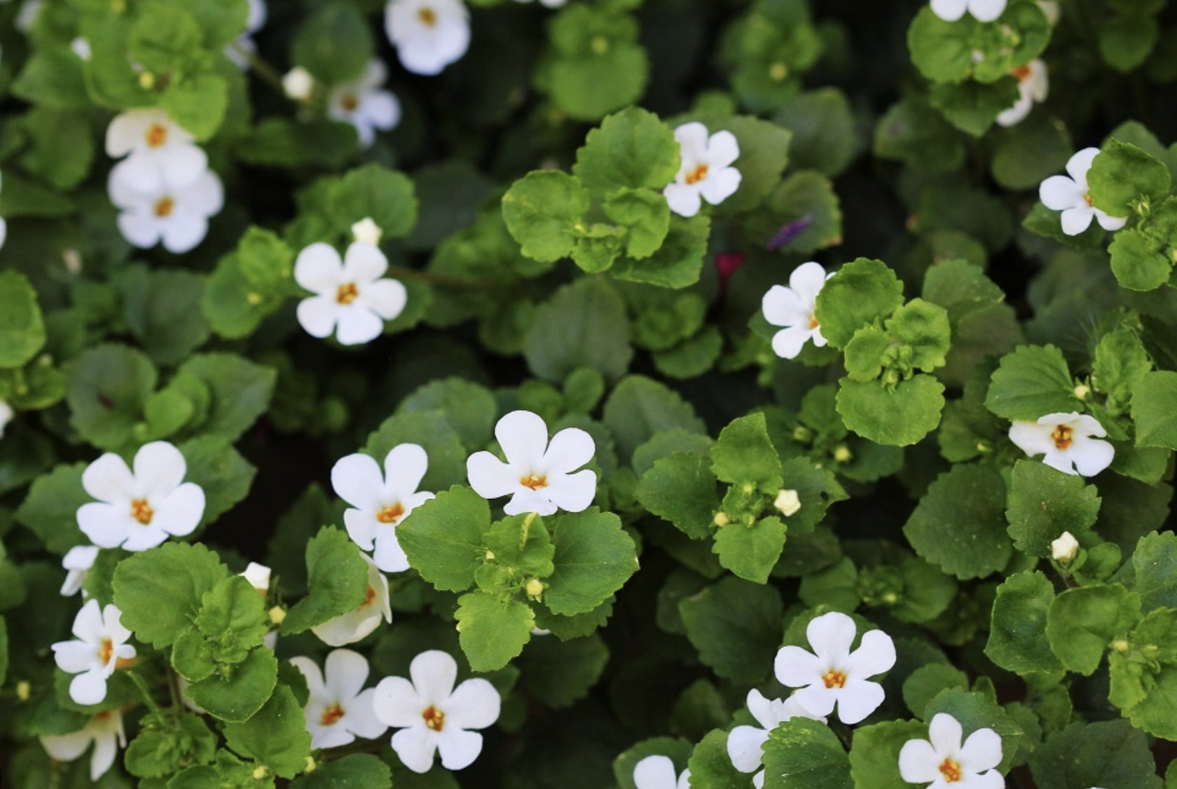 Ashwagandha Vs Bacopa: What's The Difference Between These 2 Adaptogenic Herbs?