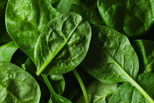 The Complete Guide to Iron Deficiency: Symptoms, Causes & Recovery