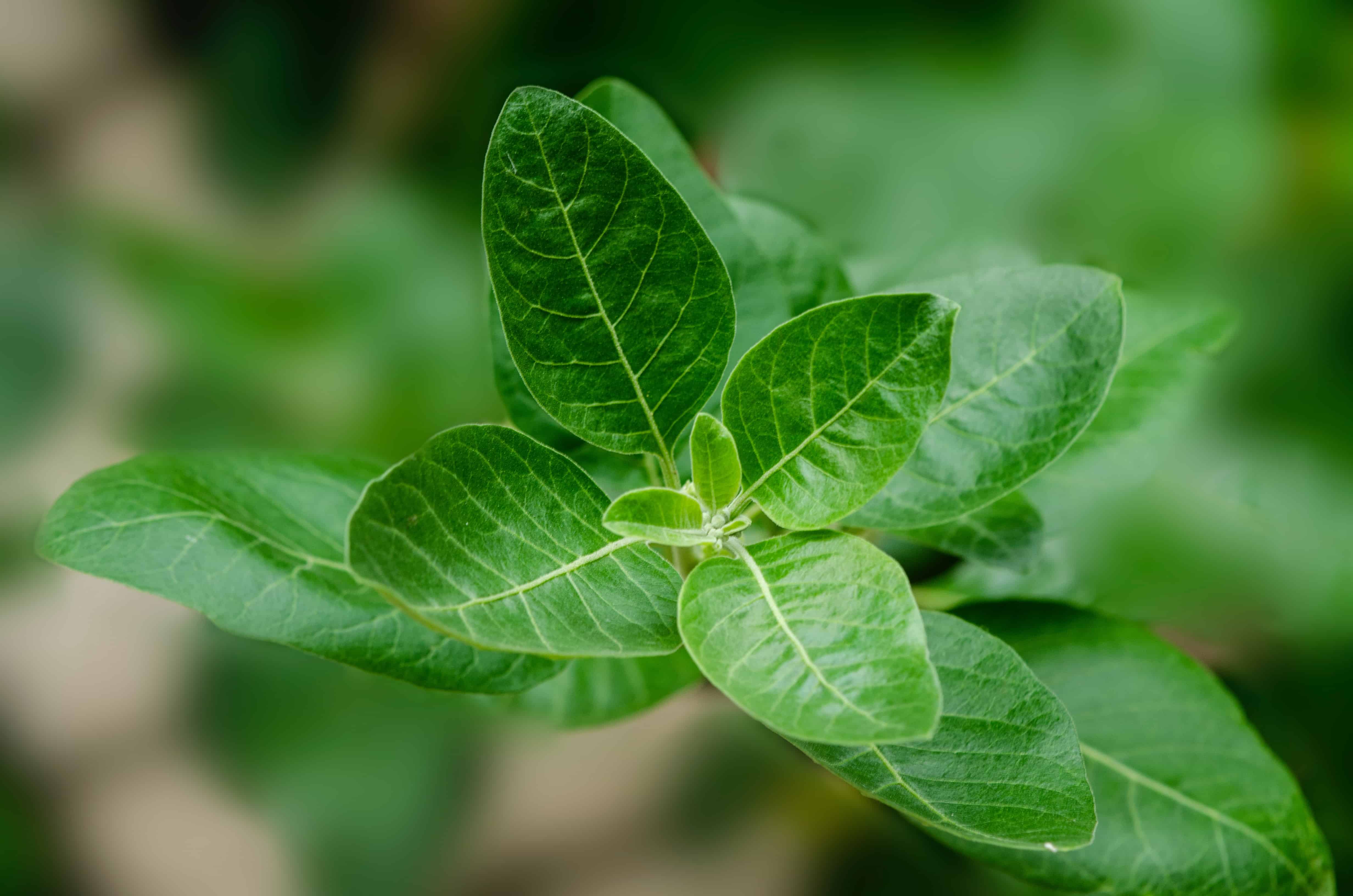 Ashwagandha: Health Benefits, How To Use, Dosage, Side Effects & Safety