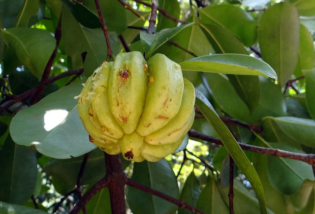 5 Things You Didn’t Know About Garcinia Cambogia Pure