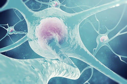 Should You Take Zinc Every Day? Benefits and Risks Explained