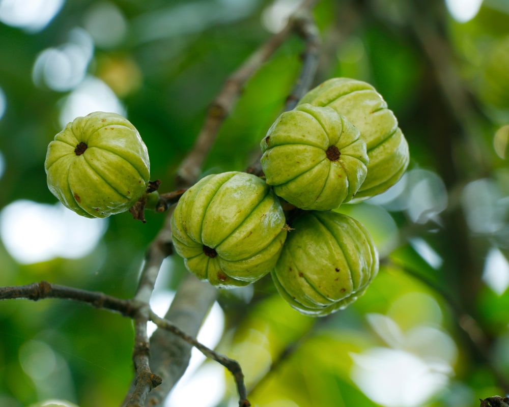 Garcinia Cambogia: Benefits, Daily Dosage, How To Use & Side Effects