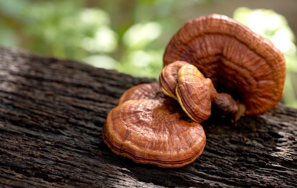 4 Incredible Health Benefits of Reishi For Supercharged Immunity, Energy & More!