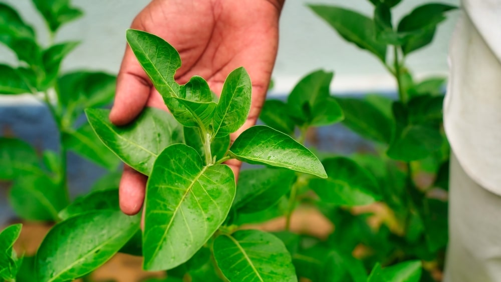 Why This Herbalist Uses Ashwagandha For Anxiety